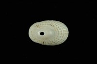 藏品(黑斑透孔螺)的圖片